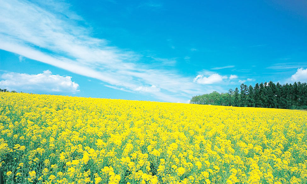 大崎市の菜の花